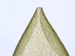 Attēlu rezultāti vaicājumam “Pleurozium schreberi”