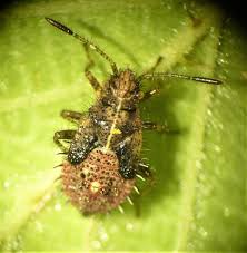 Attēlu rezultāti vaicājumam “Rhopalus maculatus”