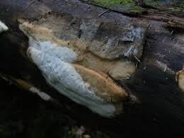 Attēlu rezultāti vaicājumam “Antrodia pulvinascens”