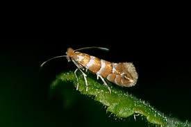 Attēlu rezultāti vaicājumam “Phyllonorycter nicellii”