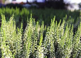 Attēlu rezultāti vaicājumam “Calluna vulgaris fruit”