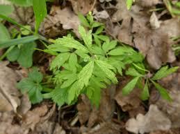 Attēlu rezultāti vaicājumam “Ochropsora ariae”