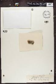 Attēlu rezultāti vaicājumam “Megalaria grossa”