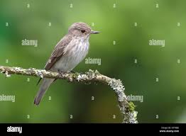 Attēlu rezultāti vaicājumam “Muscicapa striata adult”