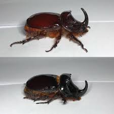 Attēlu rezultāti vaicājumam “Oryctes nasicornis male”