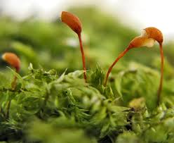 Attēlu rezultāti vaicājumam “Sciuro-hypnum curtum”