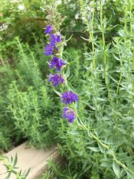 Image result for Hyssopus officinalis