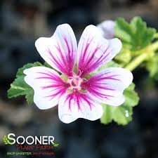 Image result for Malva sylvestris 'Zebrina'