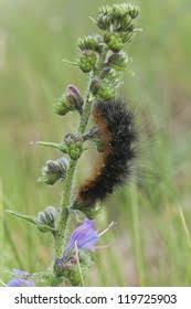 Attēlu rezultāti vaicājumam “Arctia caja larva”