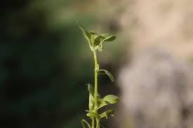 Attēlu rezultāti vaicājumam “Callitriche cophocarpa”