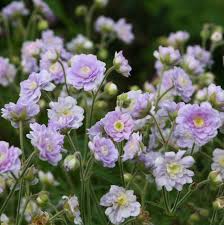 Image result for Geranium `Summer Skies`