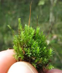 Attēlu rezultāti vaicājumam “Pohlia nutans sporophyte”