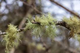 Attēlu rezultāti vaicājumam “Cetraria islandica”