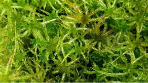 Attēlu rezultāti vaicājumam “Sphagnum contortum”