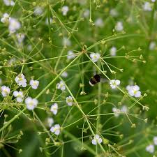 Attēlu rezultāti vaicājumam “Alisma plantago-aquatica flower”