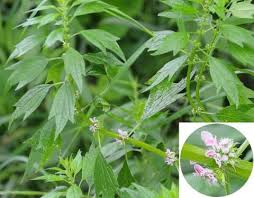 Image result for Leonurus cardiaca