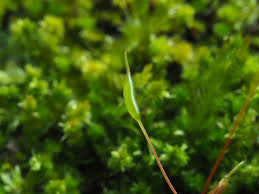 Attēlu rezultāti vaicājumam “Platygyrium repens”