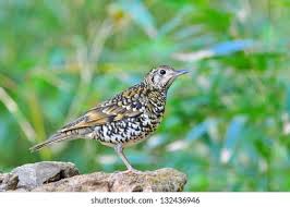 Image result for Zoothera dauma