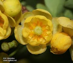 Attēlu rezultāti vaicājumam “Berberis vulgaris”