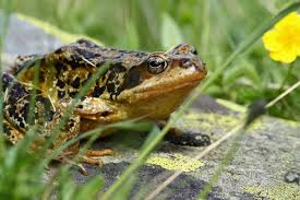 Attēlu rezultāti vaicājumam “Rana temporaria adult”