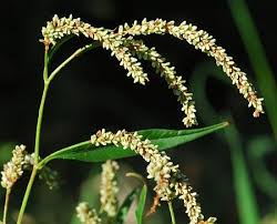 Attēlu rezultāti vaicājumam “Persicaria lapathifolia flower”
