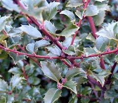 Attēlu rezultāti vaicājumam “Ilex x meserveae”