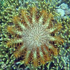 Image result for Cucumaria frondosa