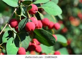 Attēlu rezultāti vaicājumam “Cotoneaster multiflorus fruit”