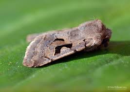 Attēlu rezultāti vaicājumam “Orthosia gothica”