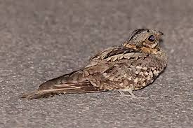 Image result for Caprimulgus ruficollis