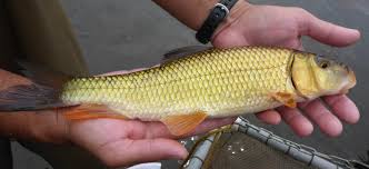 Image result for Moxostoma erythrurum