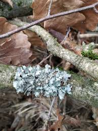 Attēlu rezultāti vaicājumam “Parmelia serrana”