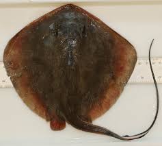 Image result for Hypanus say