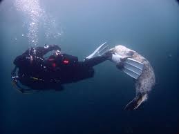 Image result for Richmond Sub-Aqua Club