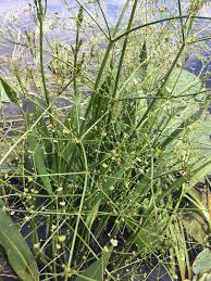 Attēlu rezultāti vaicājumam “Alisma lanceolatum”