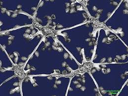 Attēlu rezultāti vaicājumam “Cribraria intricata macro”