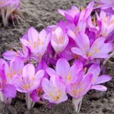 Attēlu rezultāti vaicājumam “Colchicum szovitsii subsp. szovitsii flower”