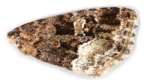 Attēlu rezultāti vaicājumam “Protodeltote pygarga”