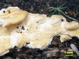 Attēlu rezultāti vaicājumam “Antrodiella semisupina”