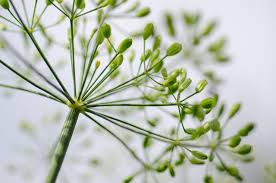 Attēlu rezultāti vaicājumam “Umbelliferae”