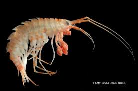 Attēlu rezultāti vaicājumam “Amphipoda”