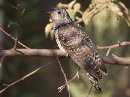 Attēlu rezultāti vaicājumam “Cuculus canorus juvenile”