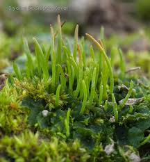 Attēlu rezultāti vaicājumam “Phaeoceros laevis subsp. carolinianus”