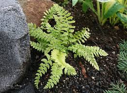 Attēlu rezultāti vaicājumam “Polystichum aculeatum”