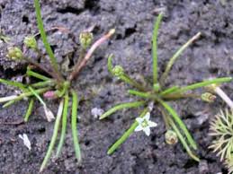 Attēlu rezultāti vaicājumam “Limosella aquatica leaf”