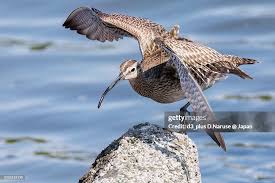 Attēlu rezultāti vaicājumam “Numenius phaeopus”