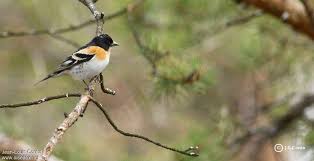 Image result for Fringilla montifringilla