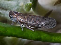 Attēlu rezultāti vaicājumam “Cixiidae”