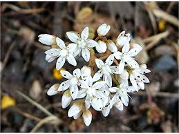 Attēlu rezultāti vaicājumam “Sedum album flower”