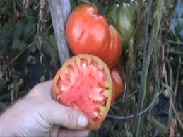 Afbeeldingsresultaat voor caspian pink tomato